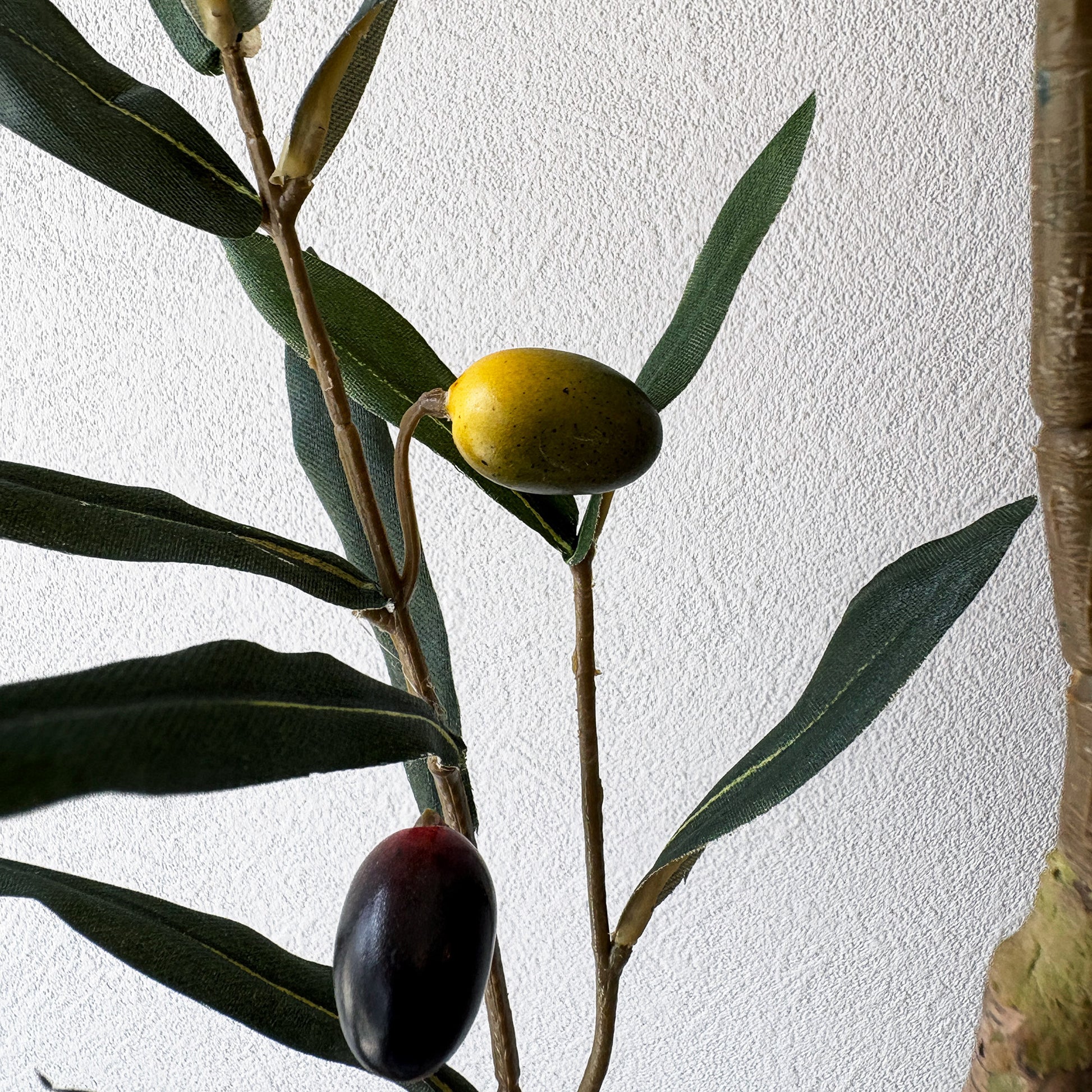 olivetree-90cm3