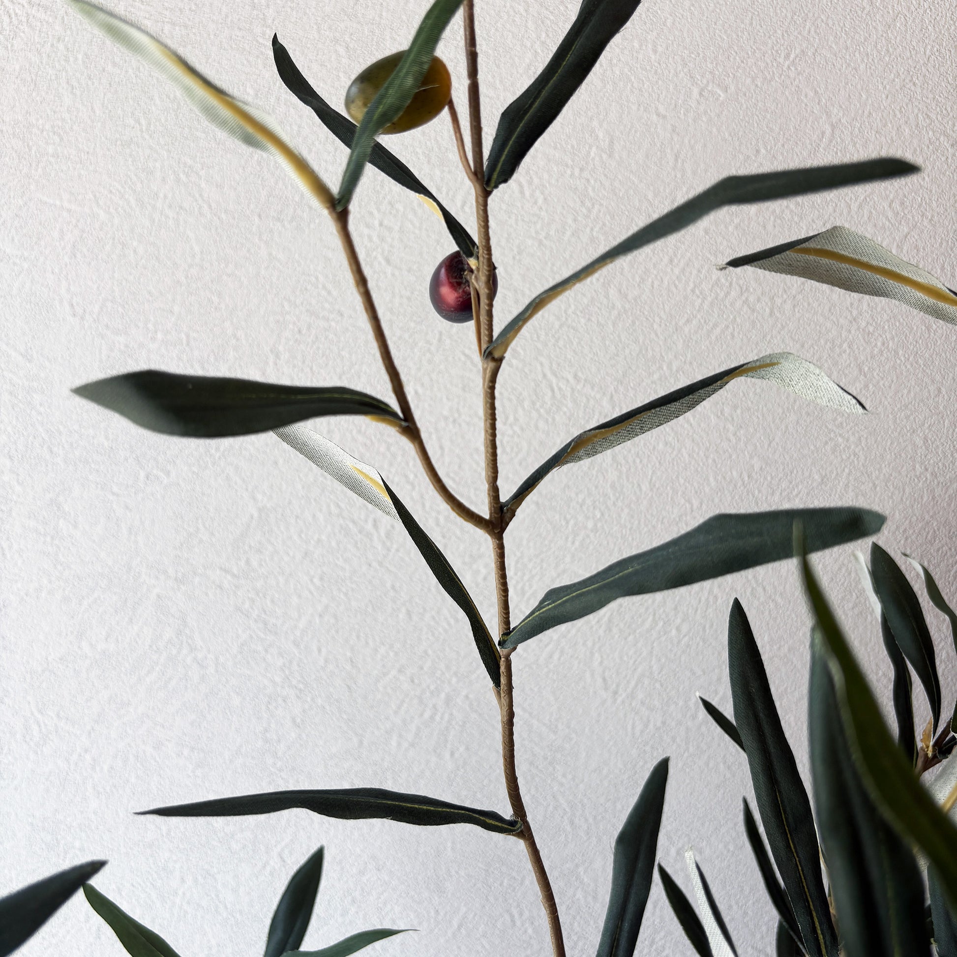 olivetree-90cm4