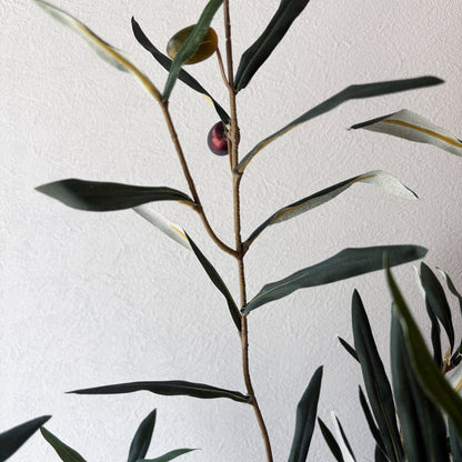 olivetree-90cm4