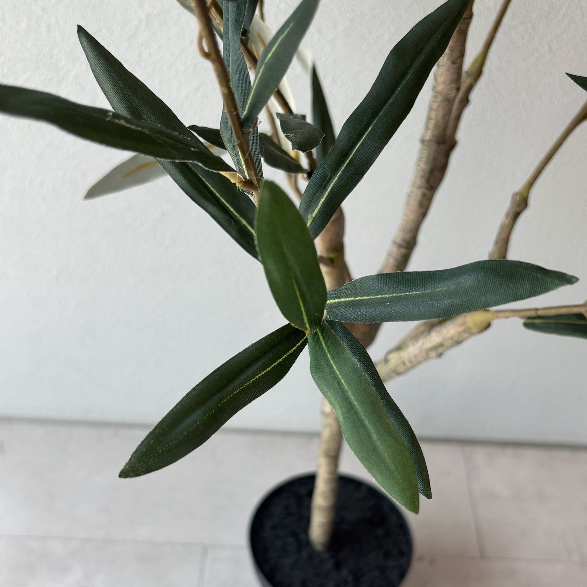 olivetree-90cm5