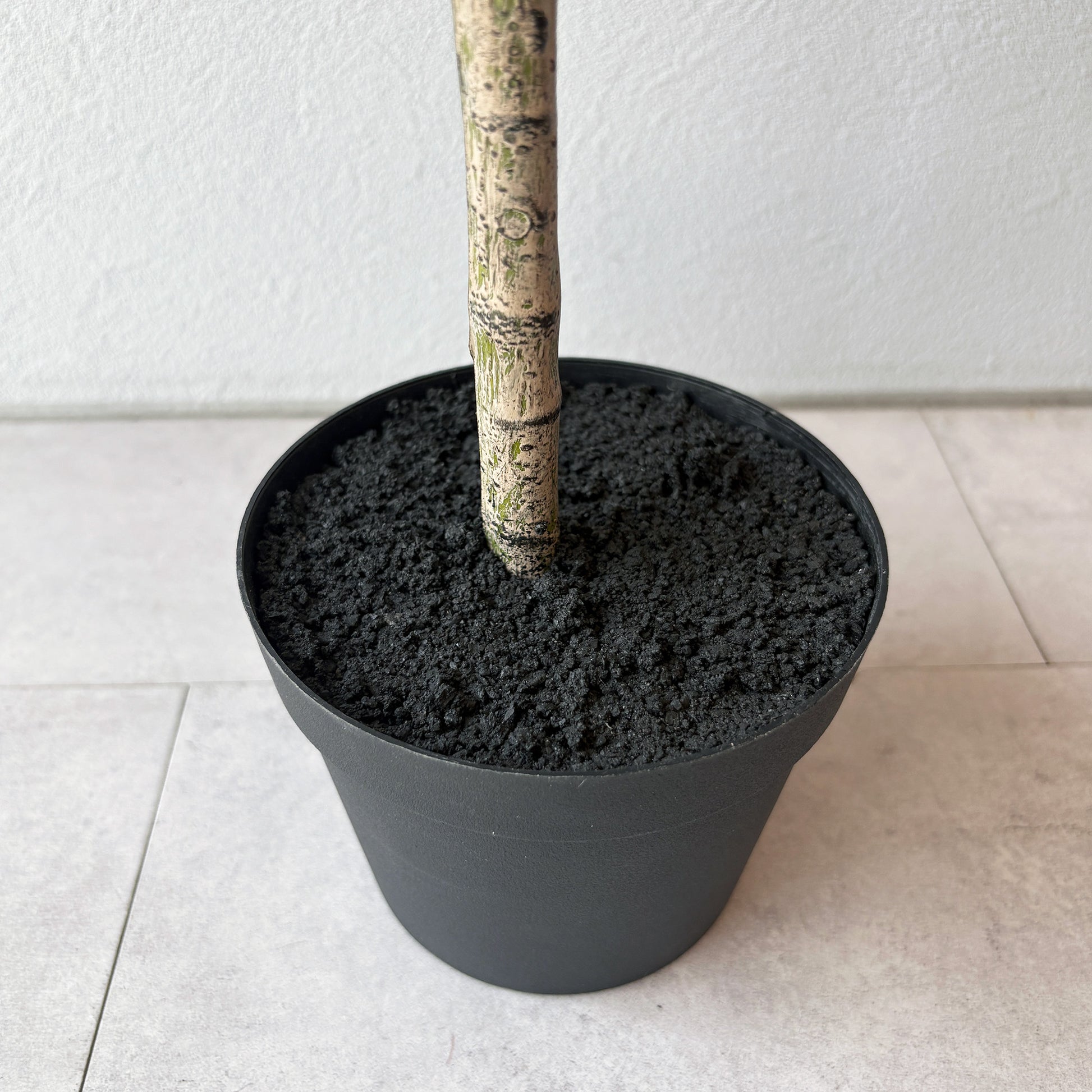 olivetree-90cm7