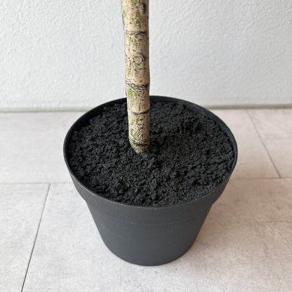 olivetree-90cm7