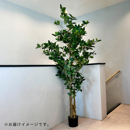 オスマンサスツリー 180cm 鉢なし