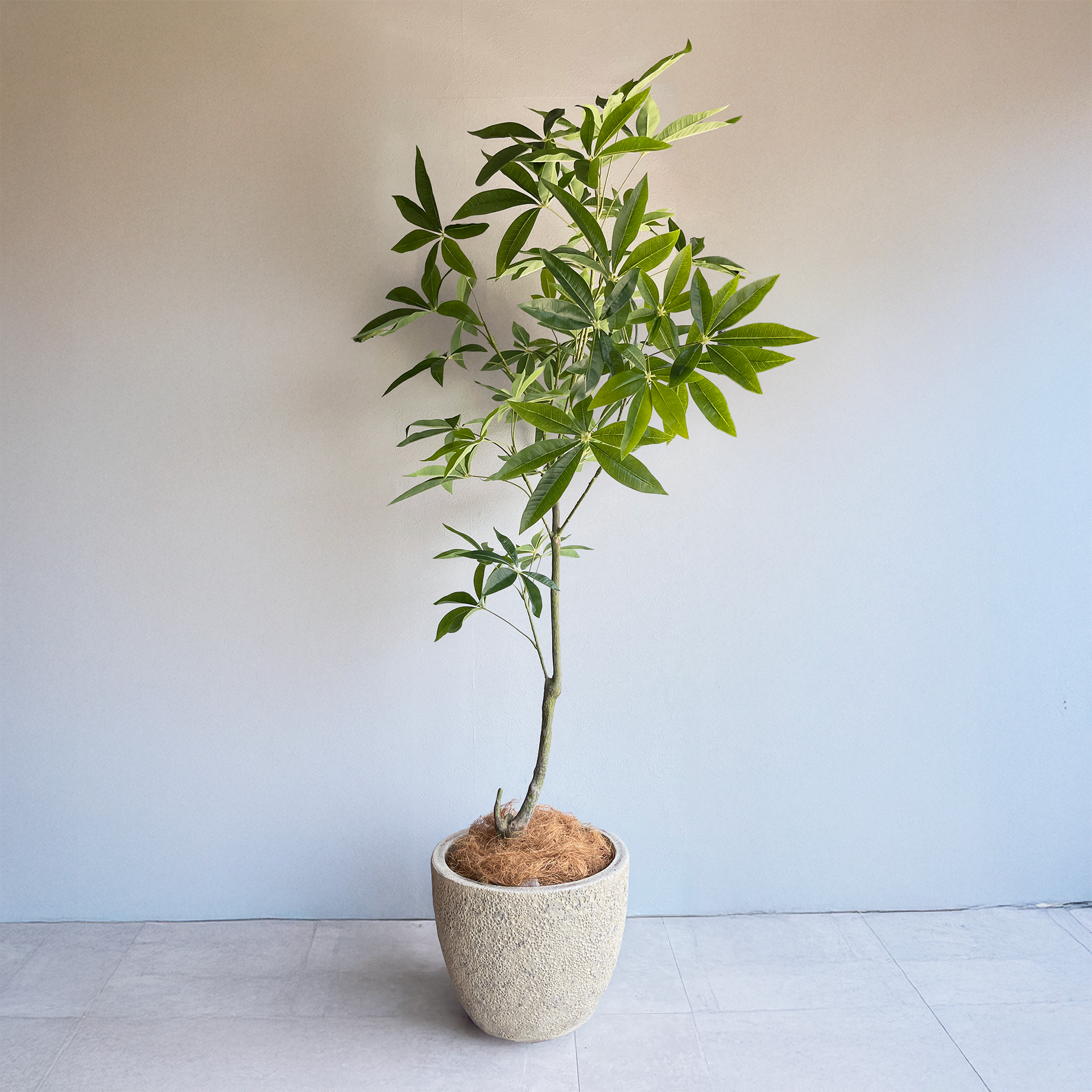 ★★美品 フェイクグリーン パキラ ★★ フェイクグリーン パキラ 170cm Get Rich Tree