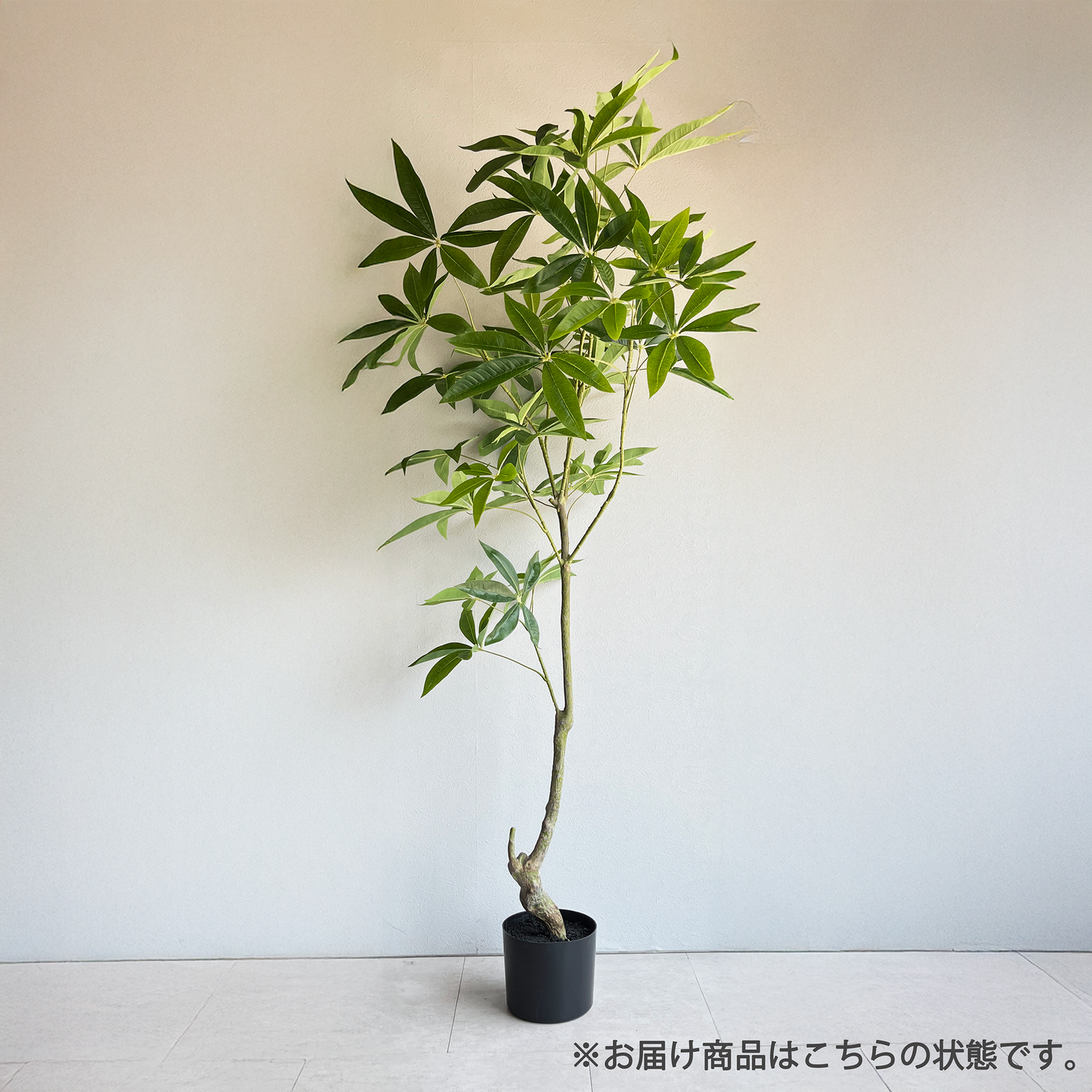 パキラ 150cm2