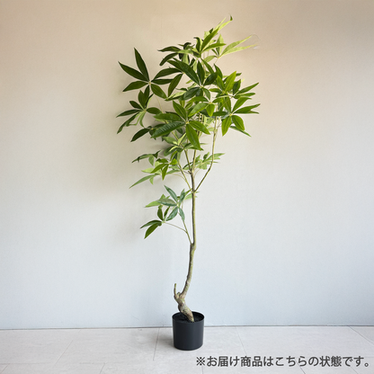パキラ 150cm2