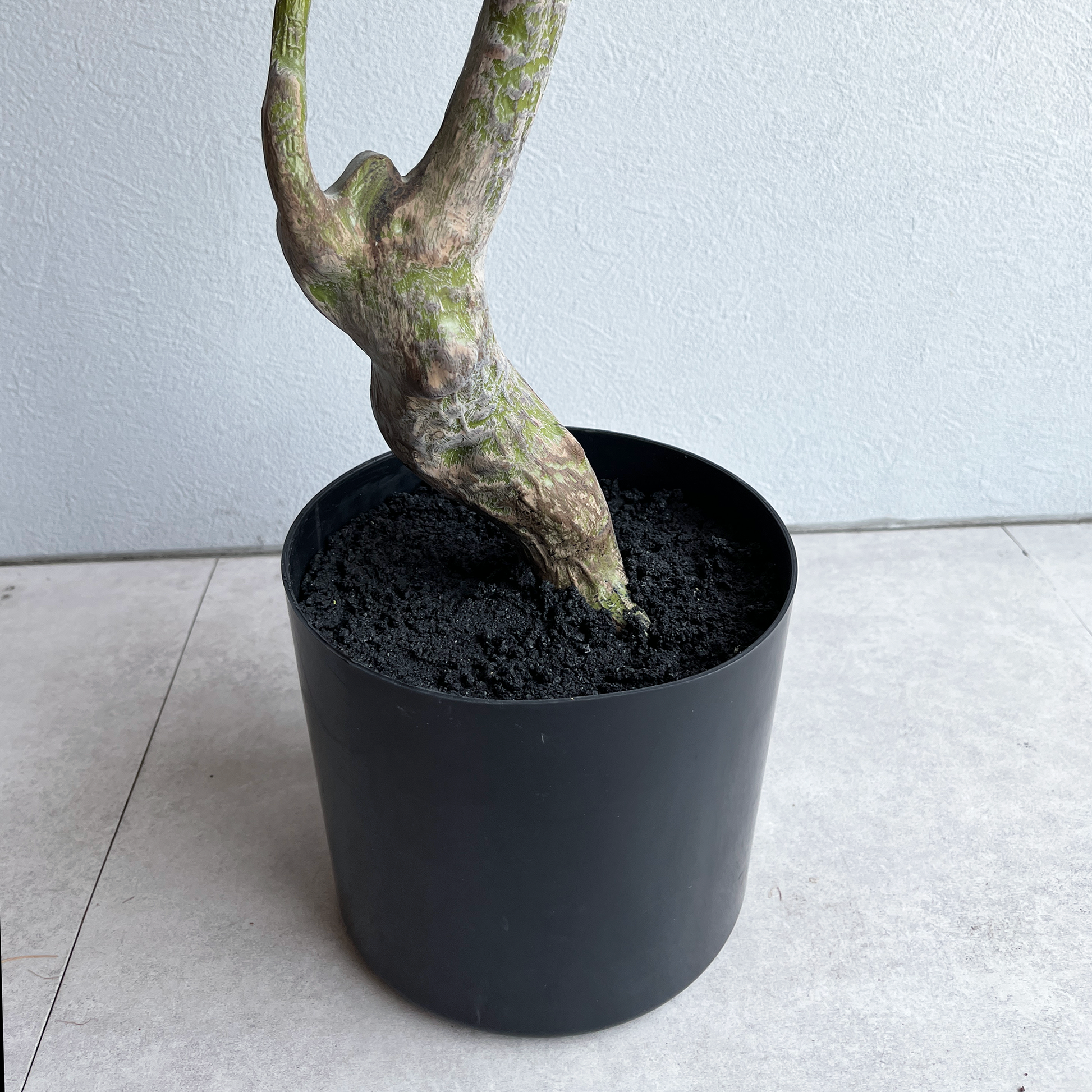 パキラ 150cm7