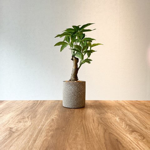 【フェイクグリーン】パキラ CEMENT POT