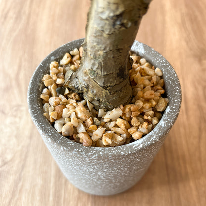 パキラ CEMENT POTの根元部分。表面には小石が詰められています。