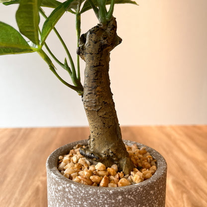 パキラ CEMENT POTの幹のアップ。幹と茎の接合部も自然で本物のように見えます。