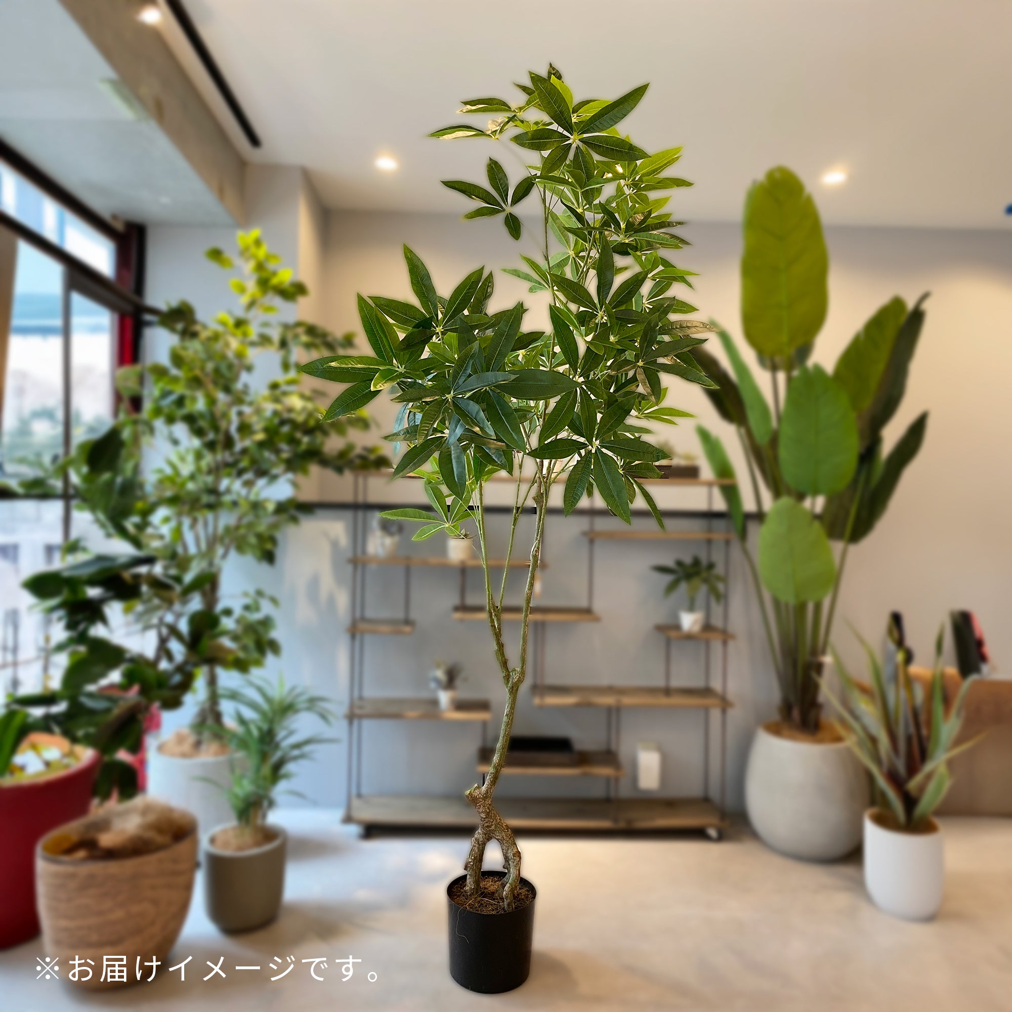 パキラ 2本幹　光触媒　フェイクグリーン観葉植物　大型 楽天市場】パキラ フェイクグリーン 観葉植物 人工 光触媒 植物