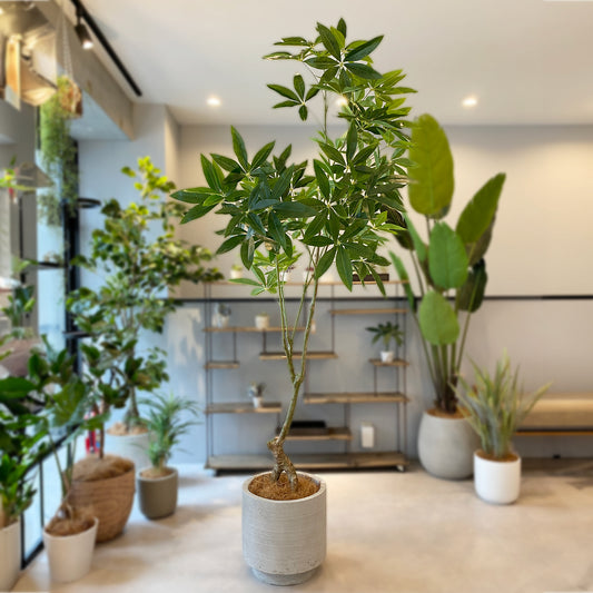 パキラ 180cmの全体画像。高さ180cm、シンボルツリーとして人気の大型フェイクグリーン。