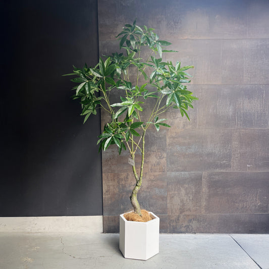 パキラ スプレッドリーフ 180cm