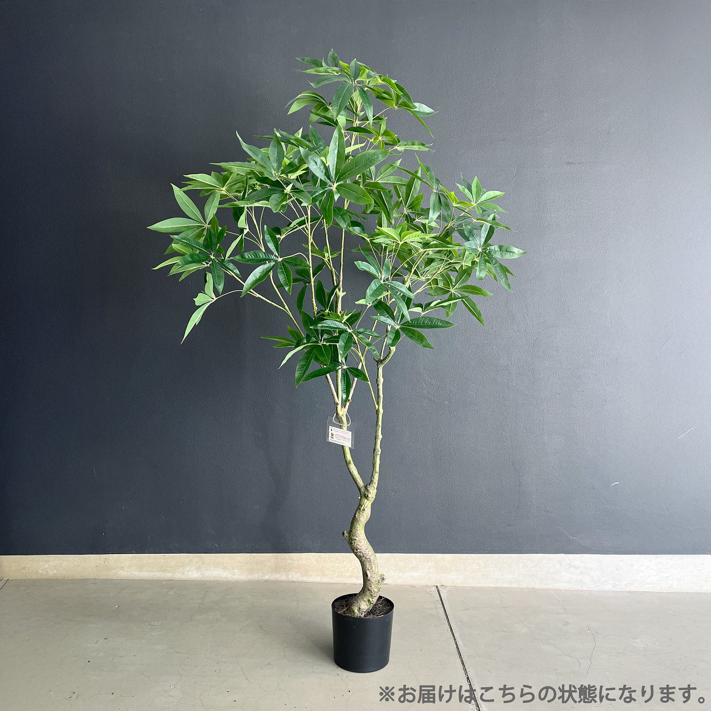 パキラ スプレッドリーフ 180cm
