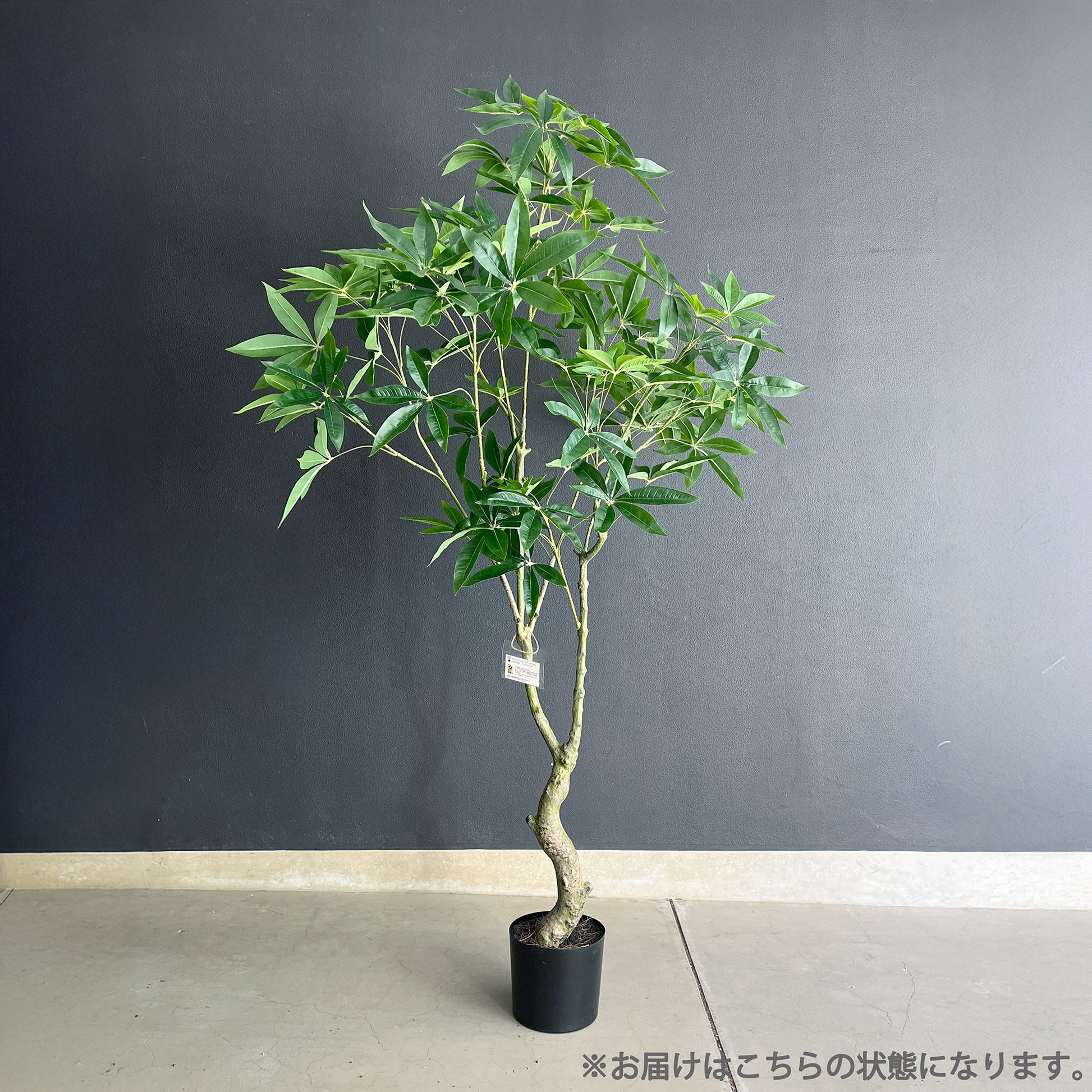 パキラ スプレッドリーフ 180cm