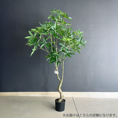 パキラ スプレッドリーフ 180cm