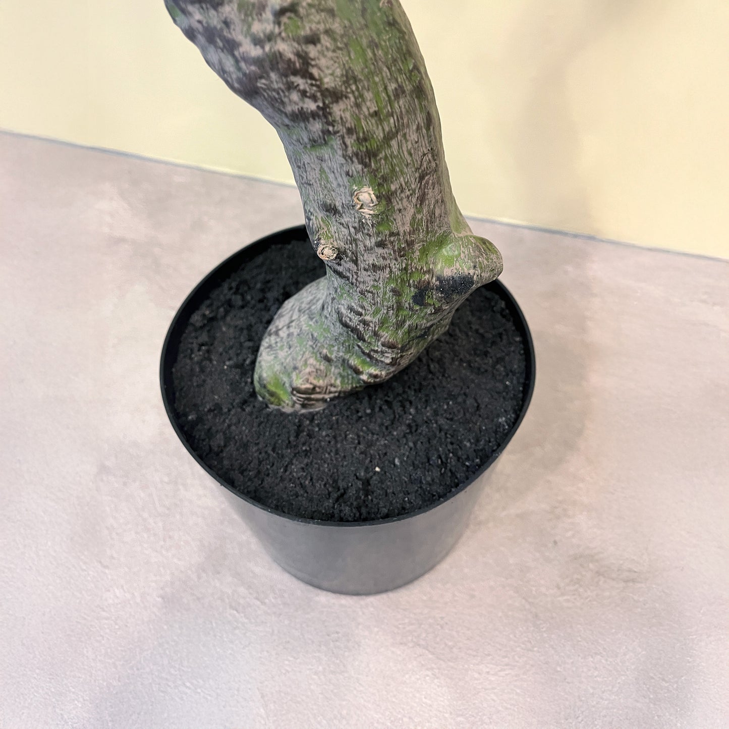 パキラ スプレッドリーフ 180cm