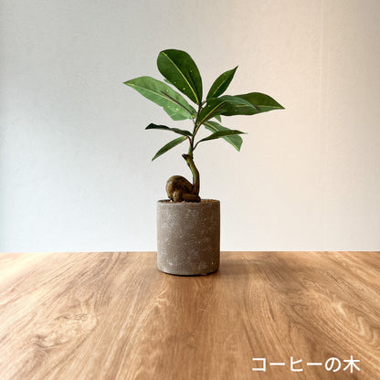 コーヒーの木 CEMENT POTの全体画像。高さ32cm、塊根がアクセントのフェイクグリーン。
