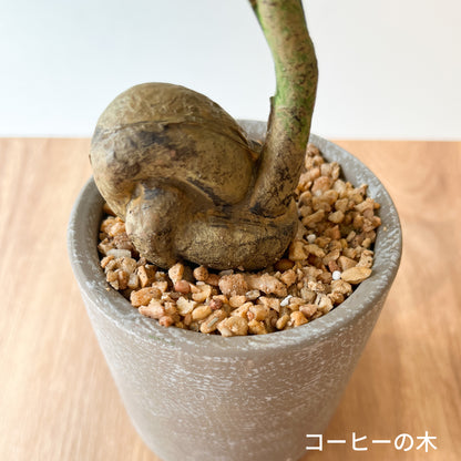 コーヒーの木 CEMENT POTの根元アップ。コーヒー豆のような塊根が特徴。