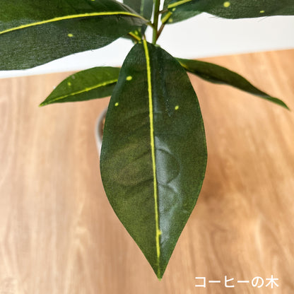 コーヒーの木 CEMENT POTの葉のアップ。黄みがかった葉脈と斑点がリアル。