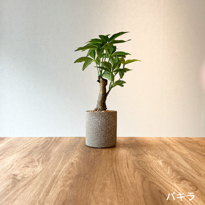 パキラ CEMENT POTの全体画像。高さ32cm、人気の観葉植物を再現したフェイクグリーン。
