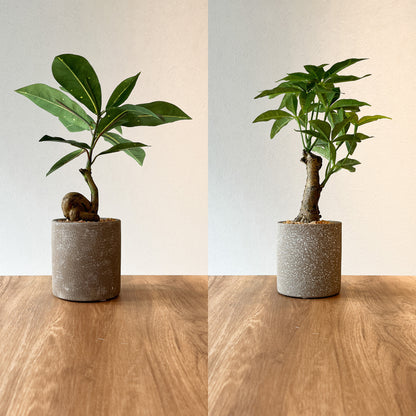 人気フェイクグリーン2点セットの全体画像。コーヒーの木とパキラのセット。