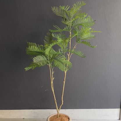 エバーフレッシュ 155cm 動画