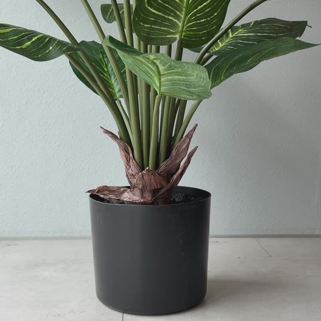 キサントソーマ　観葉植物　大型 Amazon｜ITANSE キサントソーマ 3号 4個セット【観葉植物】学名