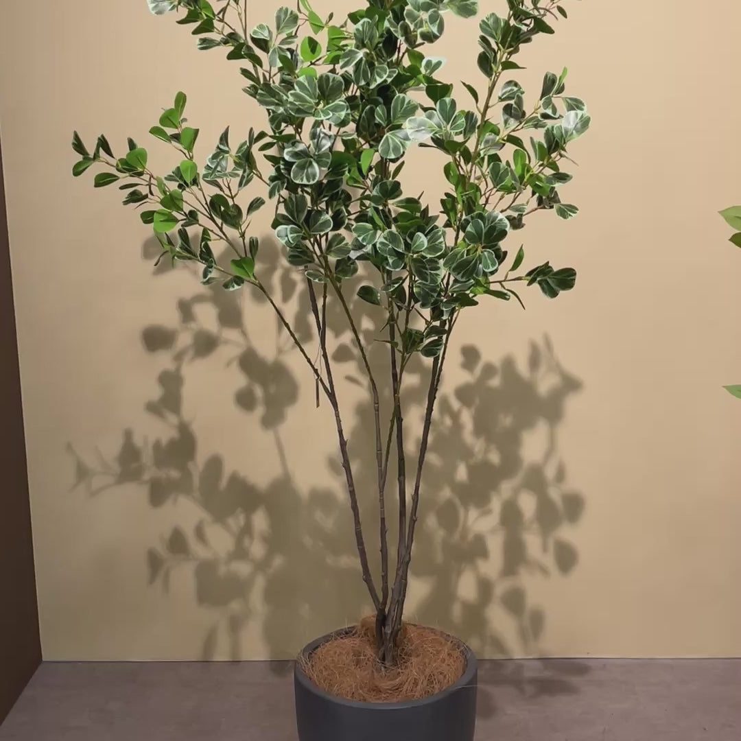 フィカス・トライアングルヴェール 160cm　動画