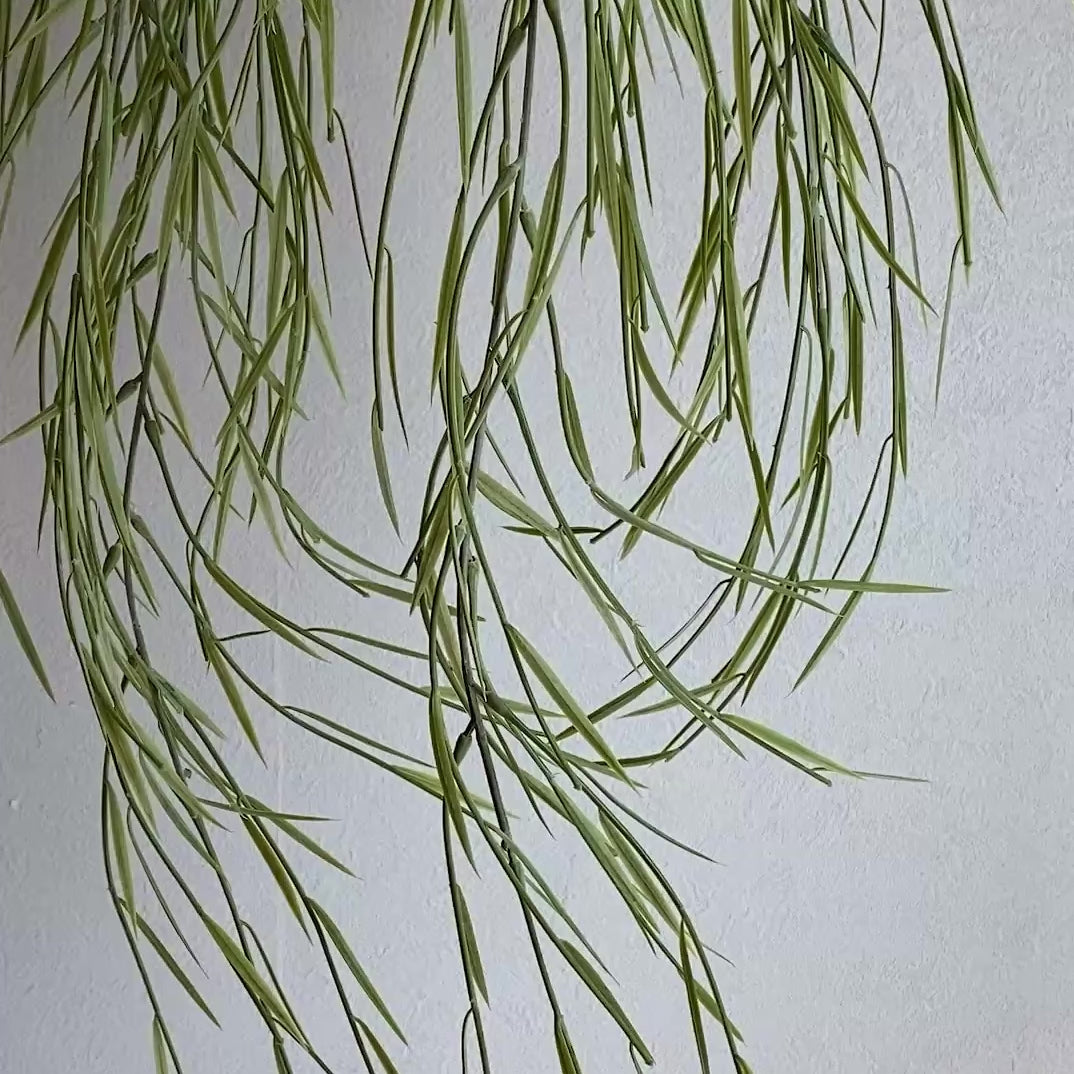 リプサリス カスッサ 苗 多肉植物 花卉園芸 山野草 グリーン