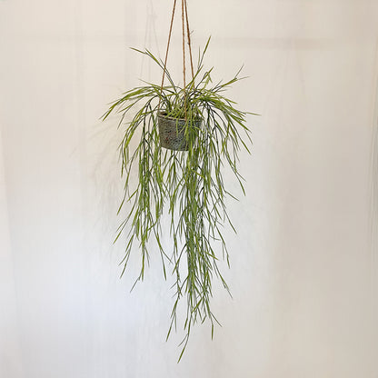リプサリス・カスッサ künstlicheの全体画像。高さ77cm、吊るして飾れるフェイクグリーン。
