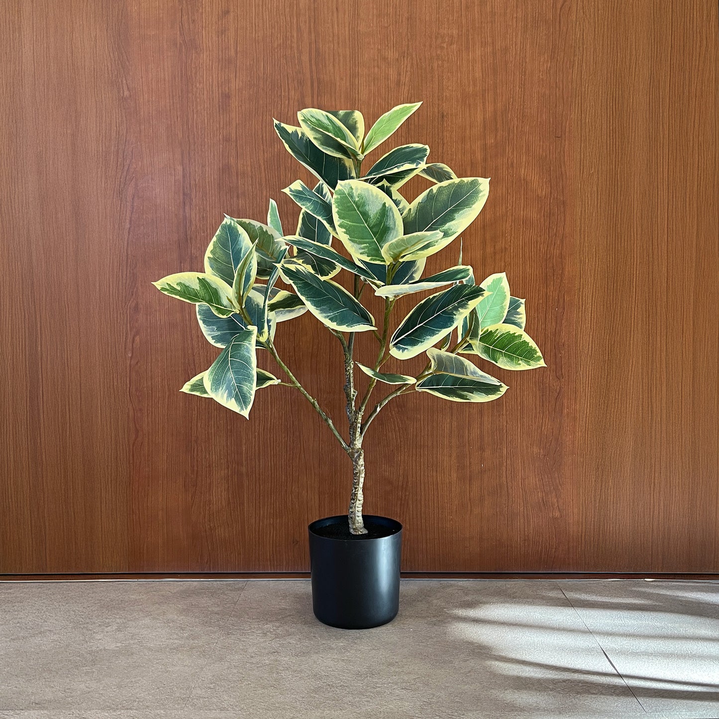 ゴムの木 バリエガータ 65cm 1