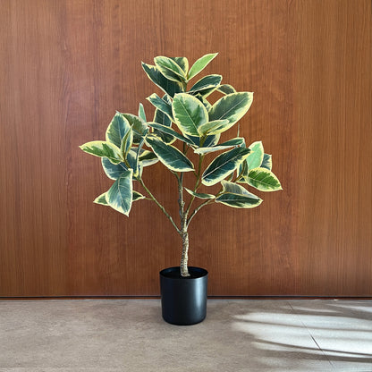 ゴムの木 バリエガータ 65cm 1