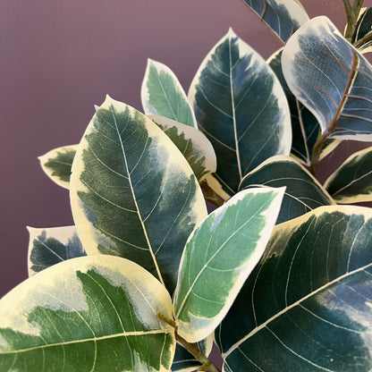 ゴムの木 バリエガータ 65cm 3