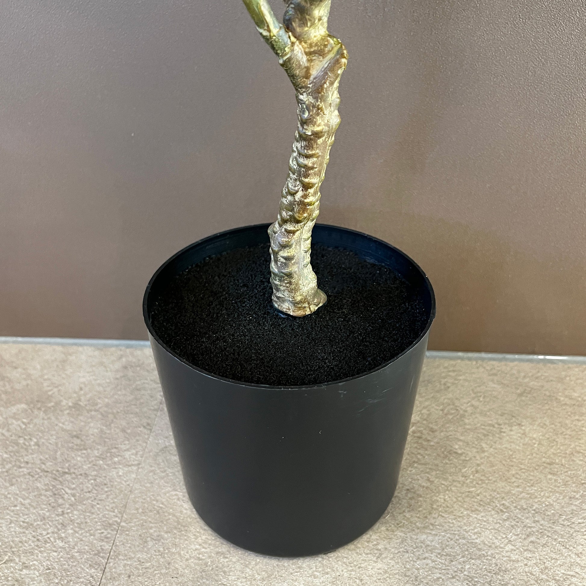 ゴムの木 バリエガータ 65cm 9