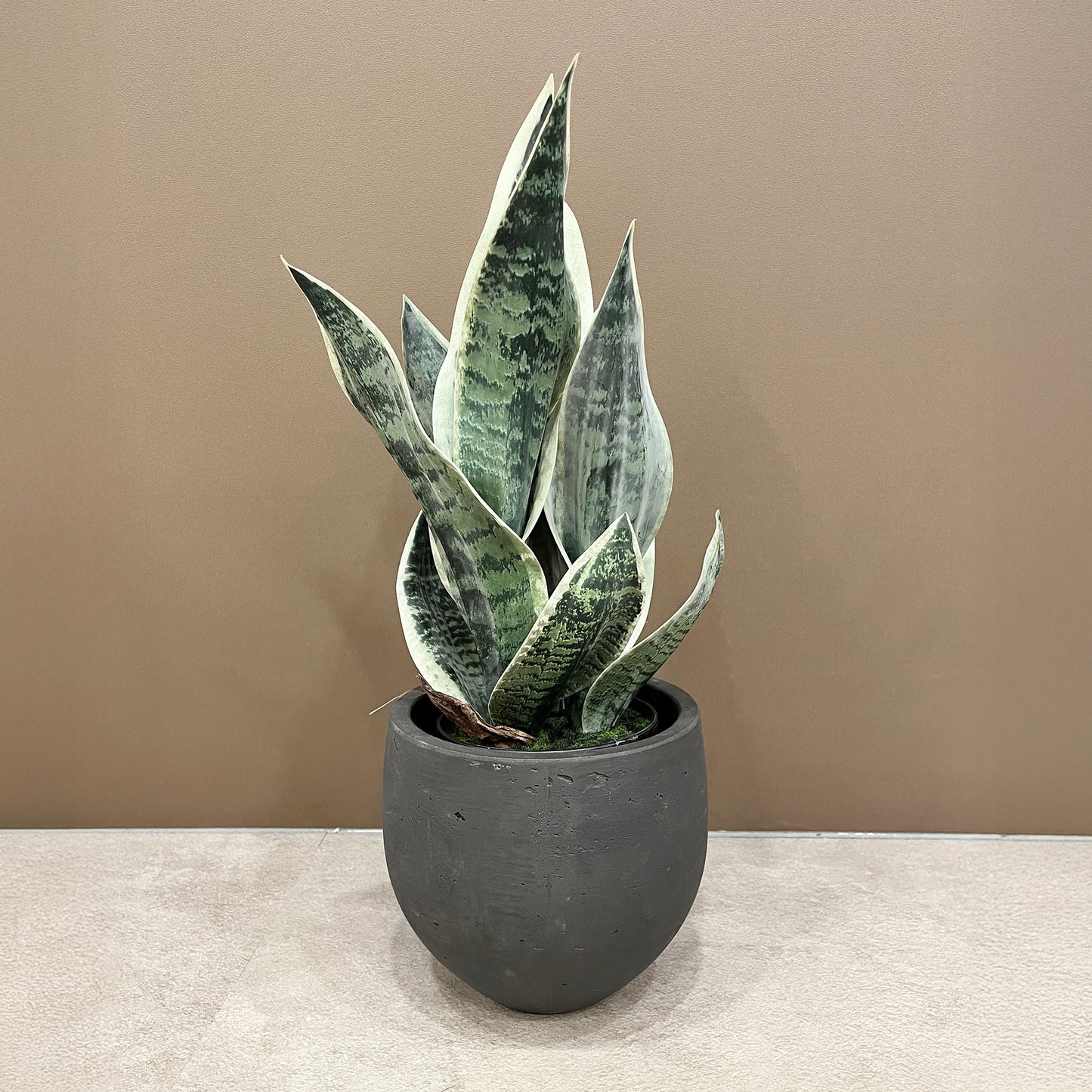 サンセベリア 45cm 1