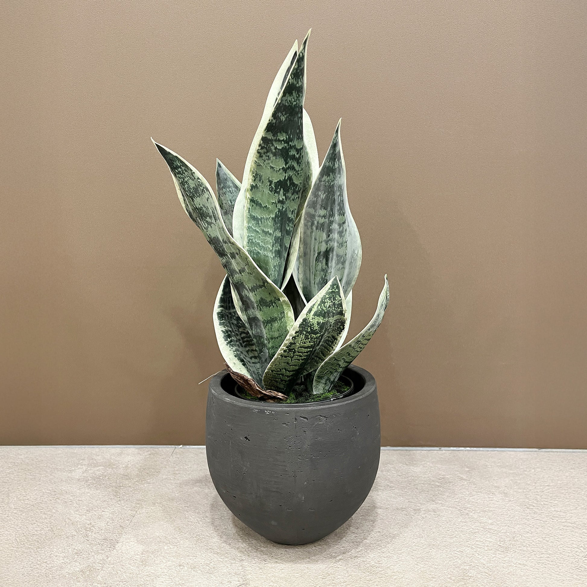 サンセベリア 45cm 1