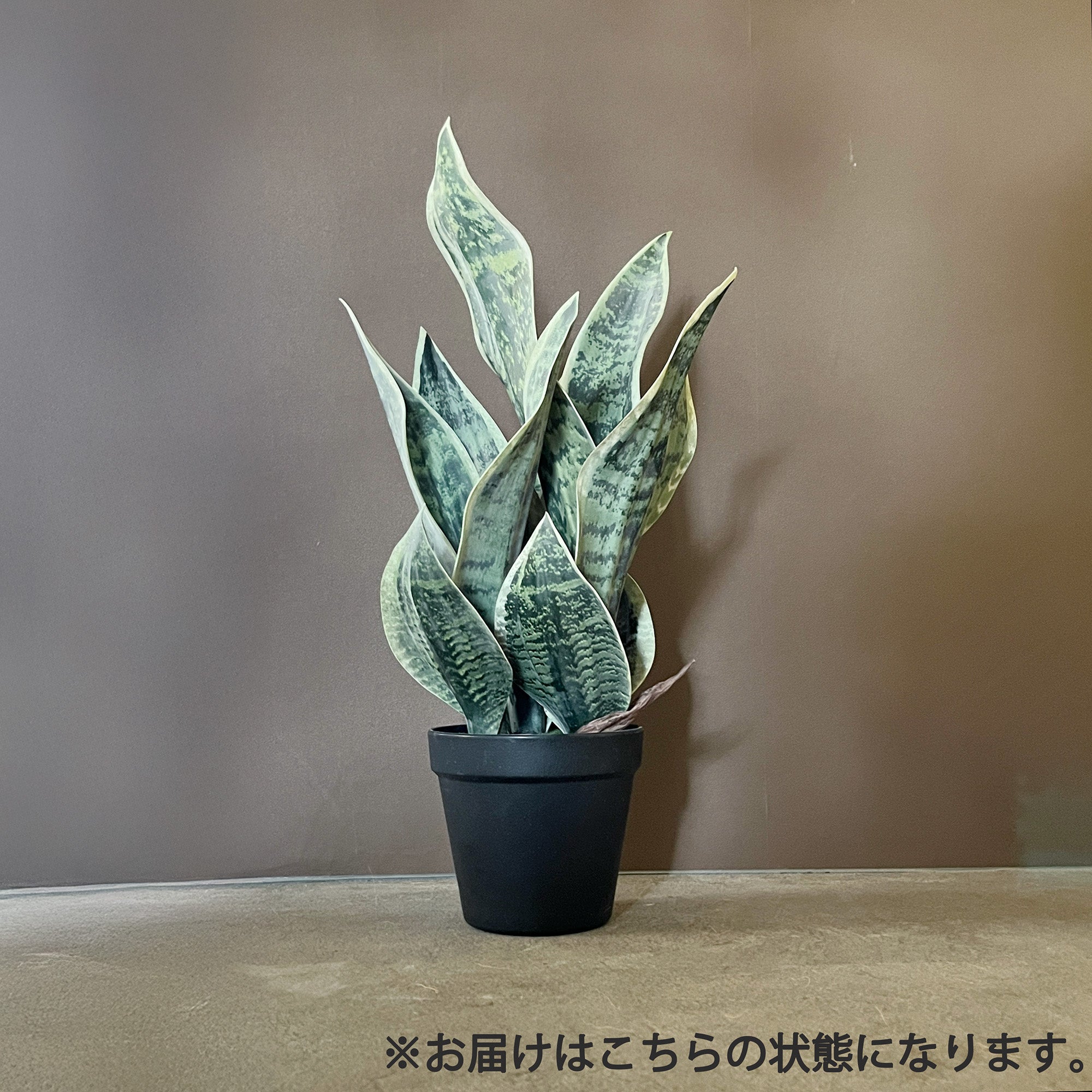 サンセベリア 45cm- フェイクグリーン専用通販サイト – フェイク