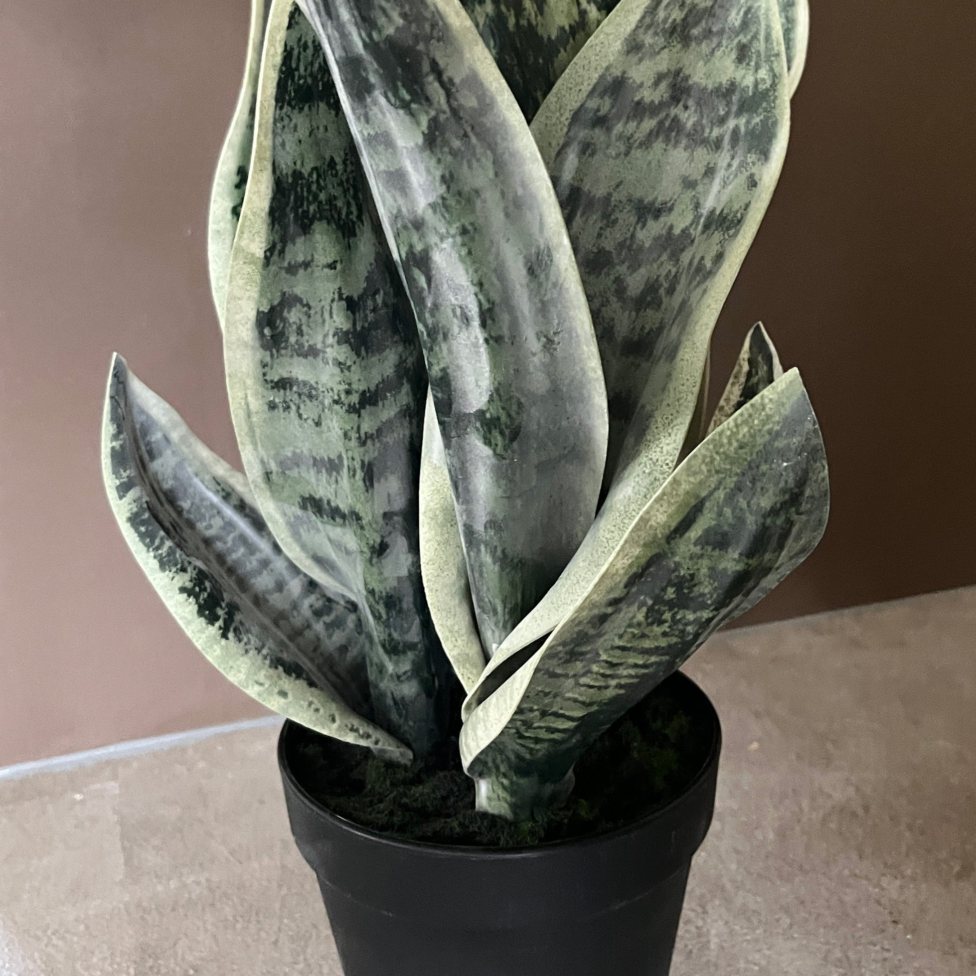 サンセベリア 45cm 3