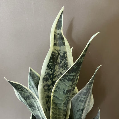 サンセベリア 45cm 4