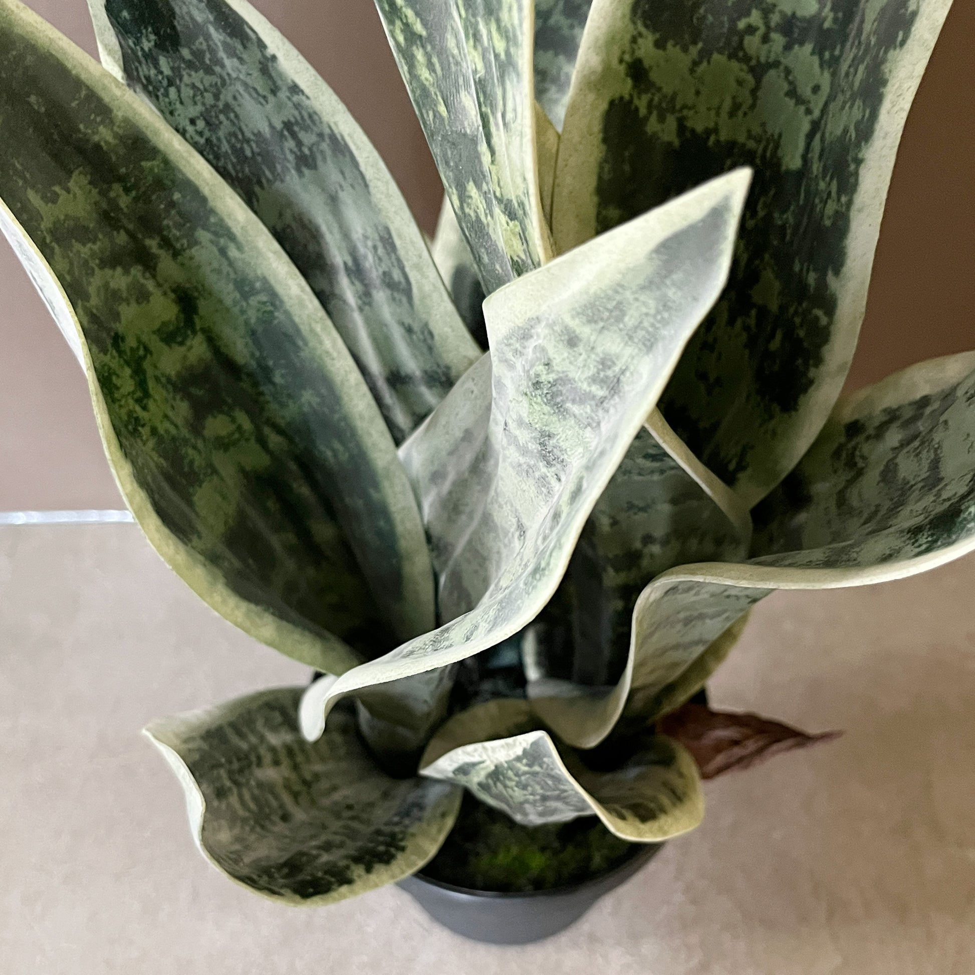 サンセベリア 45cm 5