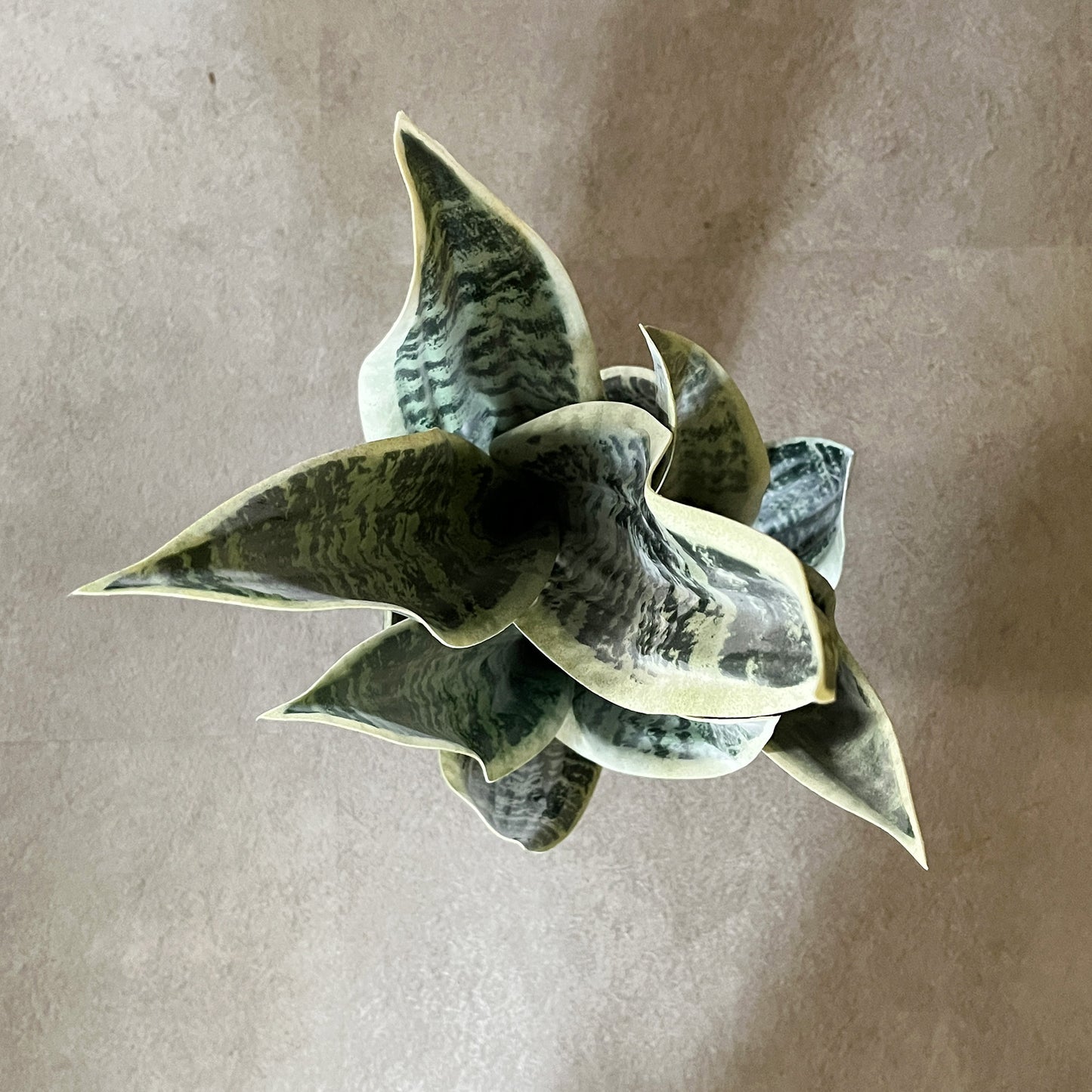 サンセベリア 45cm 6