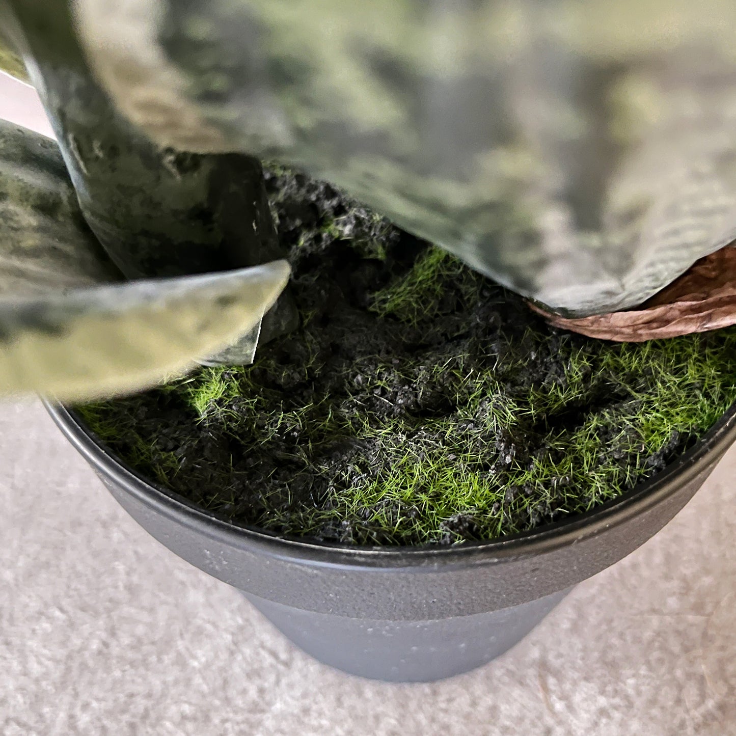 サンセベリア 45cm 7