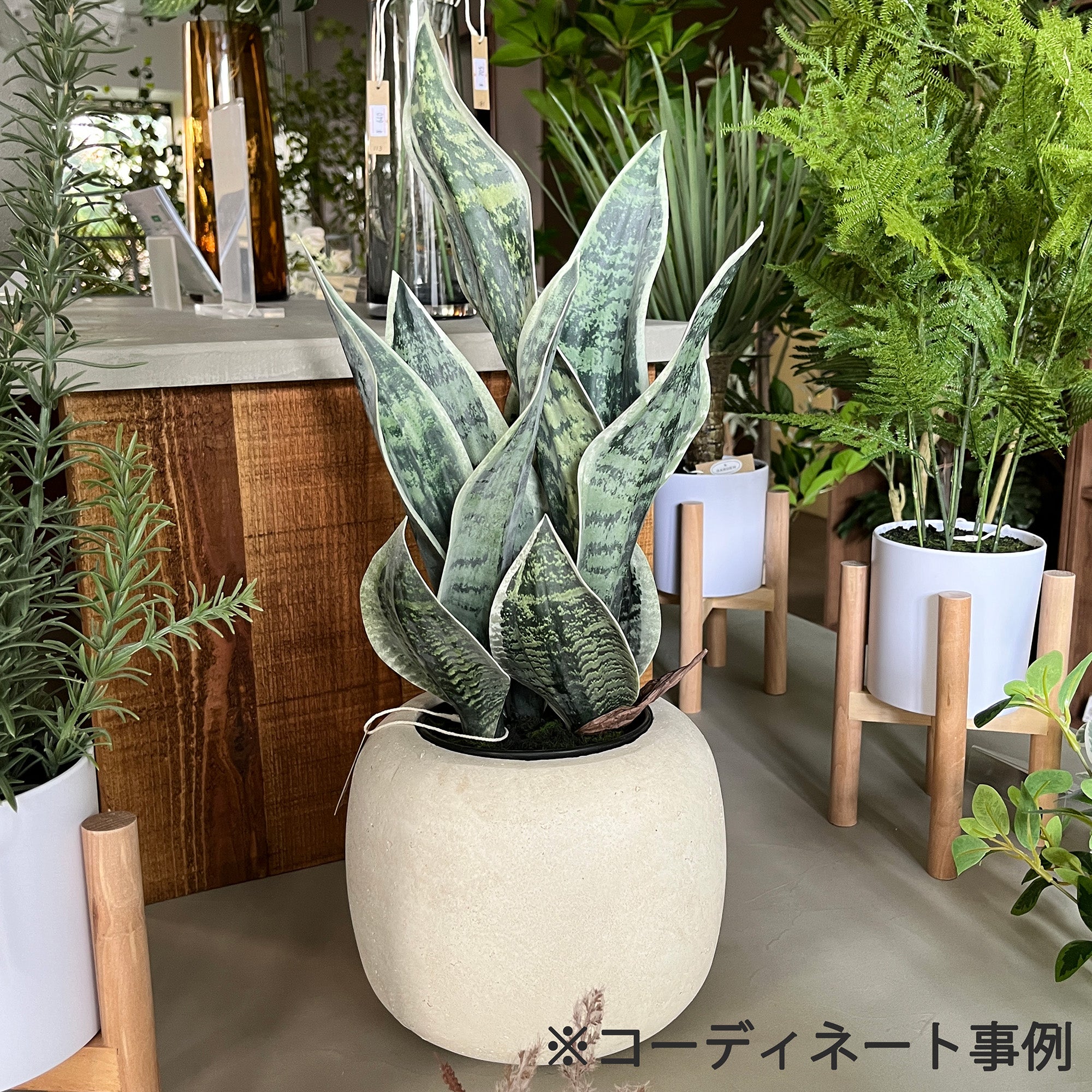 サンセベリア 45cm- フェイクグリーン専用通販サイト – フェイク
