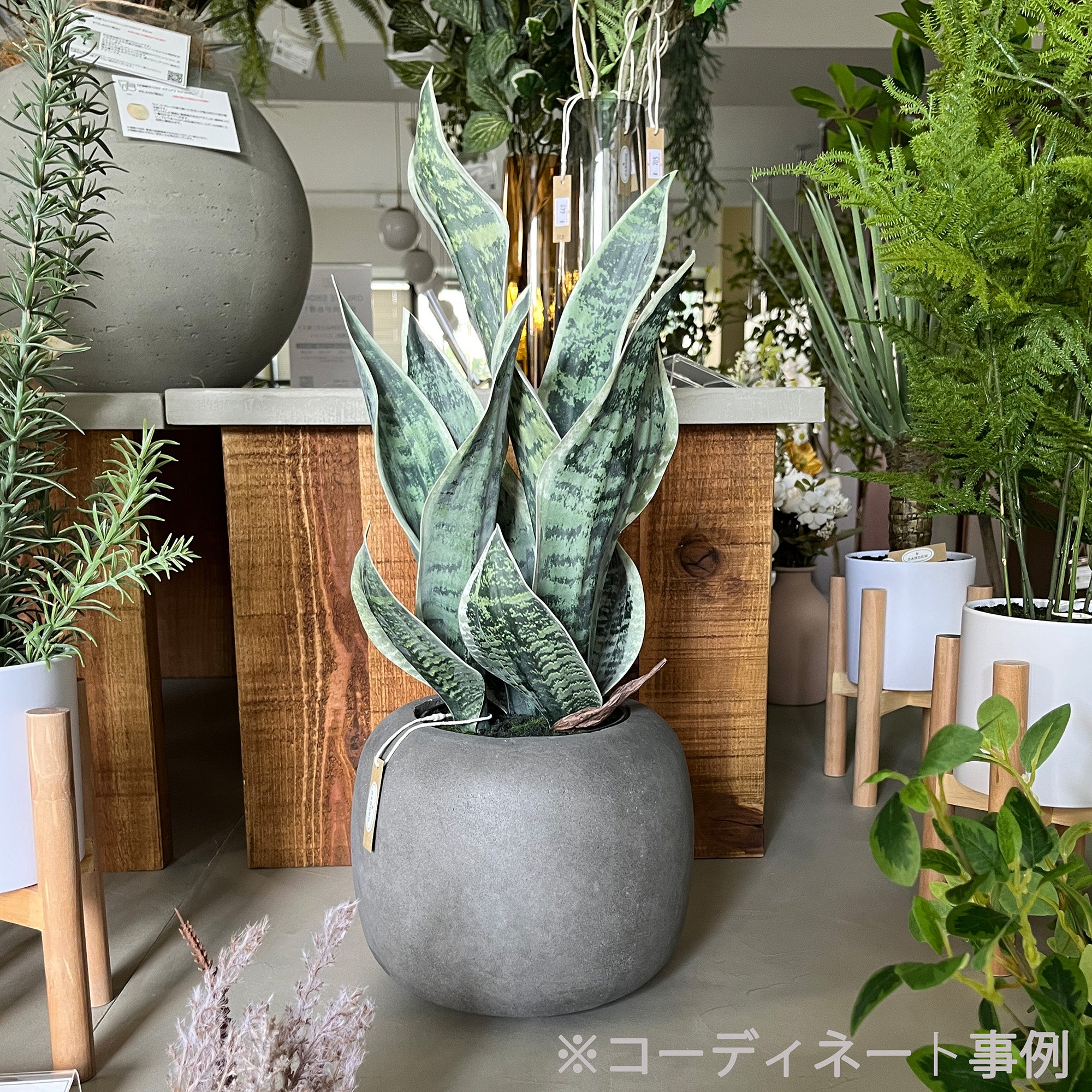 サンセベリア 45cm- フェイクグリーン専用通販サイト – フェイク