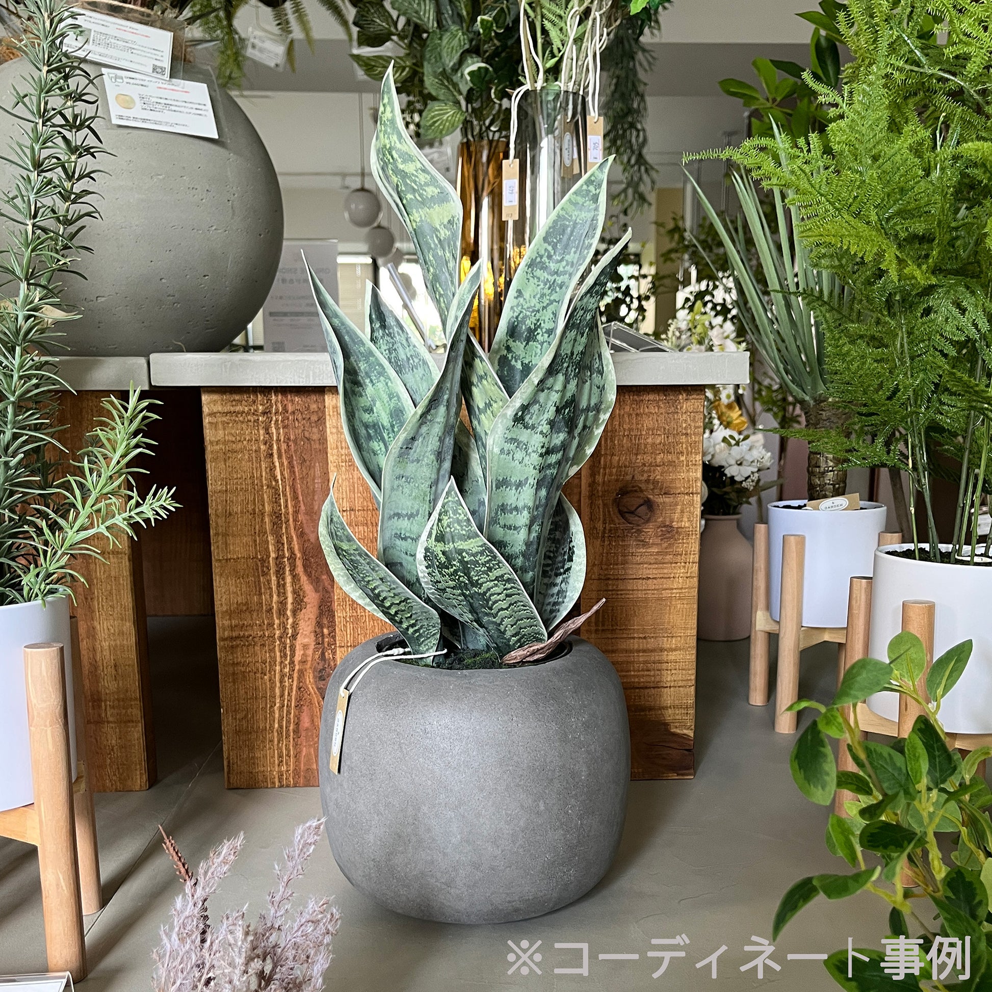 サンセベリア 45cm 9