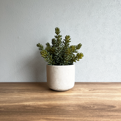 セダム CEMENT POT１