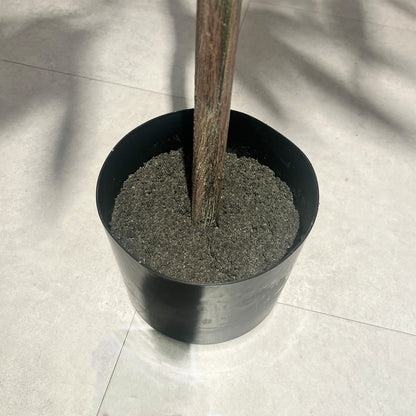 ショウナンゴム 180cm　根本