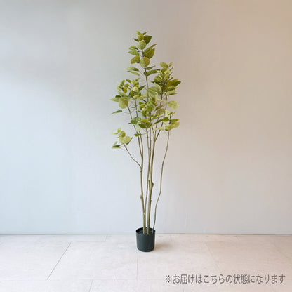スモークツリー 130cmメイン