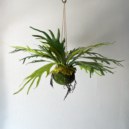 コウモリラン(ビカクシダ) Mossball / Atelier Works Collection コウモリラン(ビカクシダ) Mossball / Atelier Works Collection